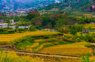 rural landscape with rice fields and trees