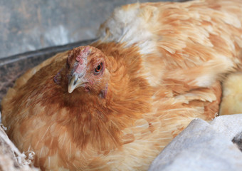 orange colored chicken hatching in nest.