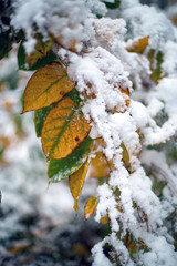 snow-covered autumn leaves