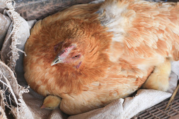 The hen is hatching the newborn chicken.hen is raising a chicken.Top view.