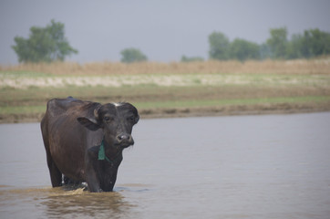 elephants in water