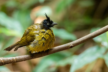 Funny, cute, wet and scruffy Black-crested Bulbul after bathing