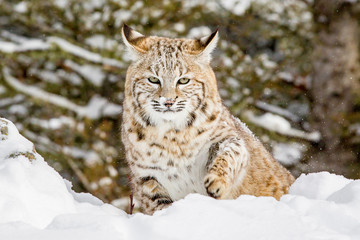 Fototapeta na wymiar Bobcat playing in the snow