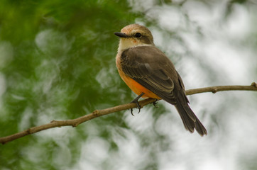 bird on branch