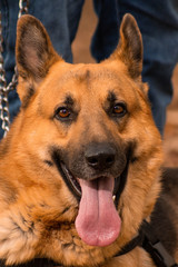 portrait of a dog