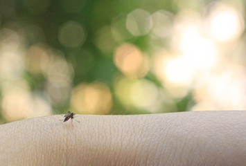 Culex pipiens or common house mosquito bloodsucking on hand.The cause of Dengue fever.