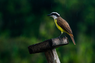 kingfisher on branch