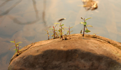 Grass grows out of stone. Plant grows through the rock.