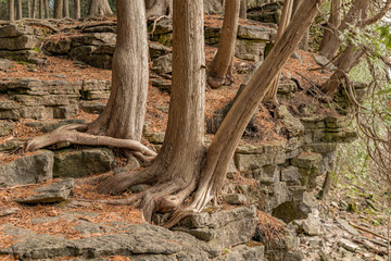 Knarly trees Hilton Conservation landscape