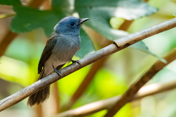Black-naped Monarch perching on a perch looking into a distance