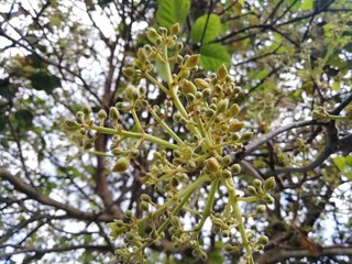 Flores de árbol de aguacate.