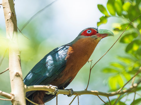 The Chestnut-breasted Malkoha has a rich chestnut-brown chest and is dark glossy greenish above with a bright red face and staring pale eyes. Scientific name is Phaenicophaeus curvirostris.