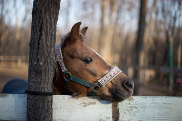 portrait of a red smiling pony
