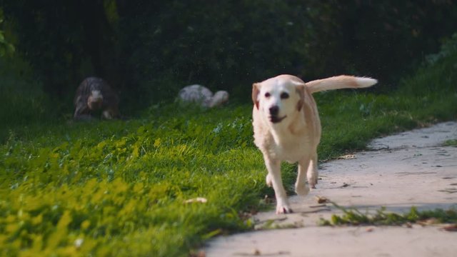 Adorable wet white Beagle-Labrador mix dog running in the park at sunset. SLOW MOTION, SHALLOW DOF, BMPCC 4K 