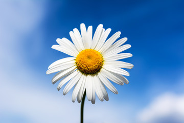 White daisy on the blue sky background