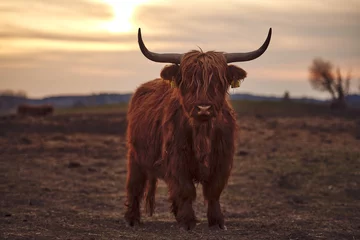 Door stickers Deep brown Young Scottish Highland Beef Cattle closeup