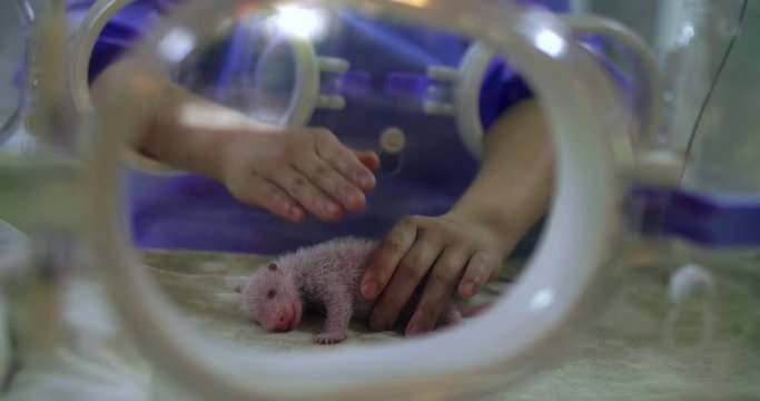 Close up of one newborn giant panda baby in human hand intensive care of panda infant at Chengdu Sichuan China 