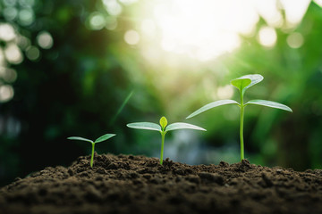 Plant growth on the soil