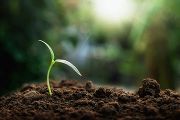Green trees grow naturally in the morning.