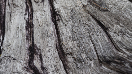 Selective focus, old rustic wood texture with natural pattern, surface nature for background