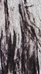 Selective focus, old rustic wood texture with natural pattern, surface nature for background