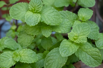 Mint leaves in a small garden, Thailand