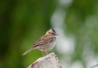 Chingolo (Zonotrichia capensis)