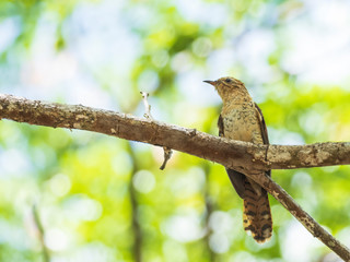 Female or Juvenile Violet Cuckoo with its barred rufous and greenish bronze upperparts. Scientific name is Chrysococcyx xanthorhynchus.