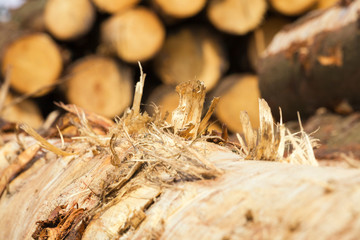harvesting pine logs