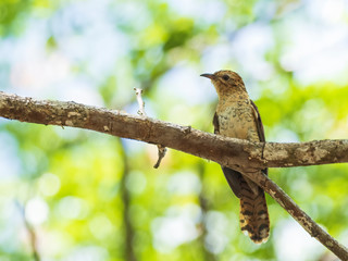 Female or Juvenile Violet Cuckoo with its barred rufous and greenish bronze upperparts. Scientific name is Chrysococcyx xanthorhynchus.