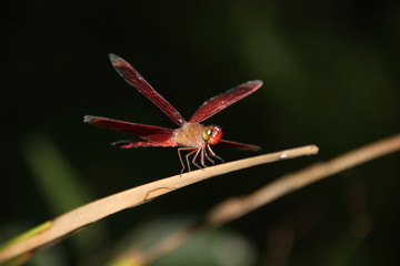 red dragonfly sits on leaf