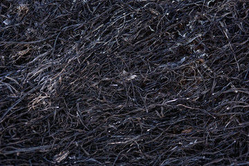 Black background of burnt grass. Texture of charred black grass and gray ash