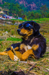 dog with christmas ball