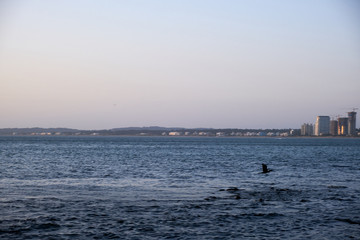 a view of a seagull flying over the atlantic ocean of the coast of the port of Punta del Este,...