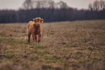 Highland cattle calf grazing in a green field © PHOTOLIFESTYLE