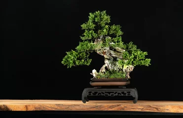 Tafelkleed Japanese bonsai tree style used for decoration. Bonsai is used to decorate the shop. Japanese bonsai tree on a black back wooden floor. © katobonsai