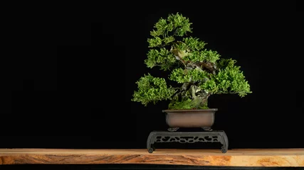 Foto op Canvas Japanese bonsai tree style used for decoration. Bonsai is used to decorate the shop. Japanese bonsai tree on a black back wooden floor. © katobonsai