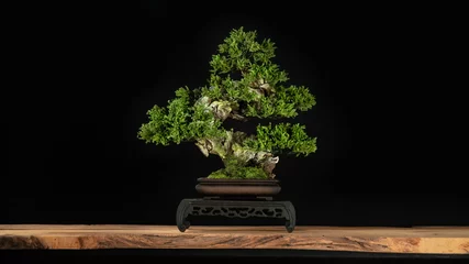 Fototapeten Japanischer Bonsai-Baum-Stil, der zur Dekoration verwendet wird. Bonsai wird verwendet, um den Laden zu dekorieren. Japanischer Bonsai-Baum auf einem Holzboden mit schwarzer Rückseite. © katobonsai