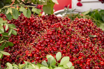 full frame sour cherry 