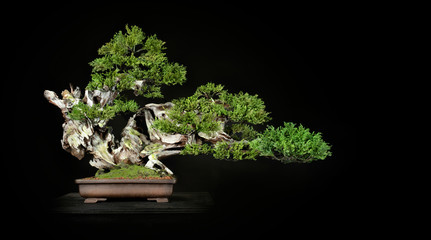Japanese bonsai tree style used for decoration. Bonsai is used to decorate the shop. Japanese bonsai tree on a black back wooden floor. - obrazy, fototapety, plakaty