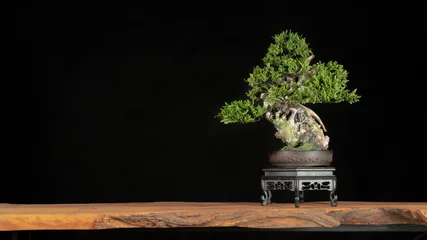 Foto auf Acrylglas Antireflex Japanese bonsai tree style used for decoration. Bonsai is used to decorate the shop. Japanese bonsai tree on a black back wooden floor. © katobonsai