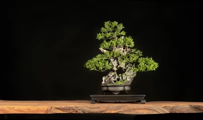 Gordijnen Japanese bonsai tree style used for decoration. Bonsai is used to decorate the shop. Japanese bonsai tree on a black back wooden floor. © katobonsai