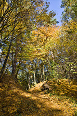 autumn oak foliage on trees