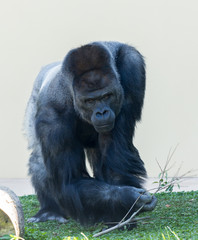 動物園の可愛いゴリラたち