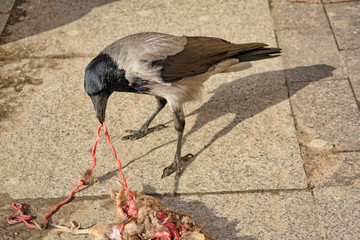 Crow eats a dead bird.