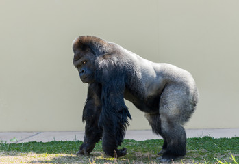 動物園の可愛いゴリラたち © zheng qiang