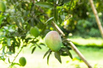 A green mango hanging on tree in mango garden