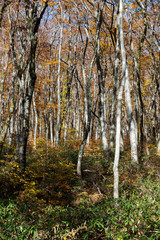 Obraz premium 大山隠岐国立公園の美しい自然