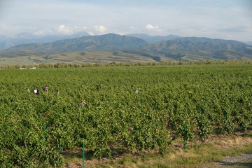 Fototapeta na wymiar A large field of grapes with ripening fruit grows in the lowlands of the mountains.