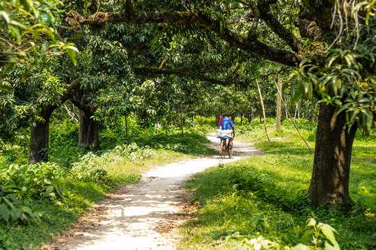 People cycling in a rural road inside a mango garden